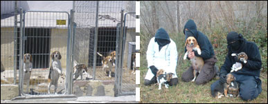 liberacion perros Madrid’ /></p>
<p><a href=