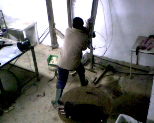 Peletero despellejando visones. Imagen conseguida gracias a la instalación de una cámara oculta en su granja.