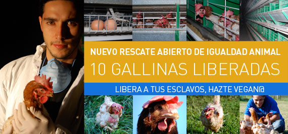 cabecera_gallinas_122008.jpg